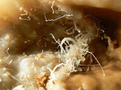 Helictites Many wonderful features known as speleothems form in the cave environment as calcium carb