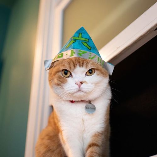 Here is my hat from my birthday last month #ねこ#고양이 #gato #gatito #cat #scottishfold