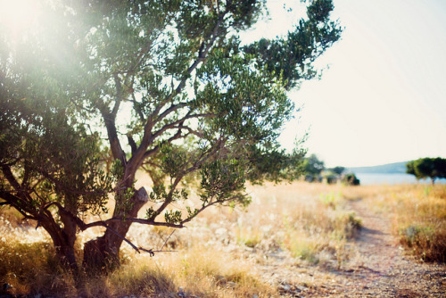 timefliestoday:  Olive garden by *December Sun on Flickr. 