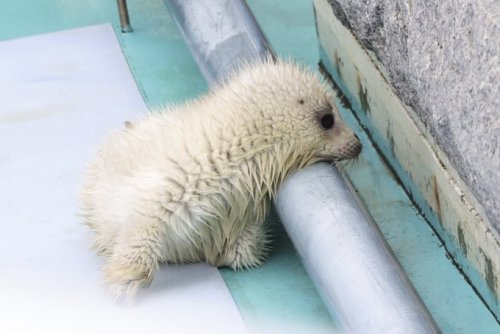 Baby Seals Being Cursed With The Love Of Pipes Is So Funny To Me. Why Is A Caterpillar Curling Around