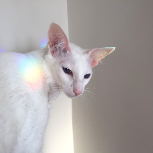 pangur-and-grim:pangur-and-grim:pangur-and-grim:today Pangur found a rainbow important behind the sc