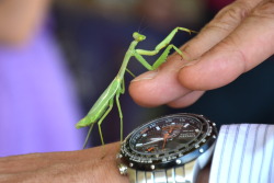 jochemgrin:  praying mantis in Costa Rica  photograph by Jochem Grin Jochem Grin    tumblr / website