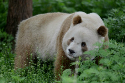 giantpandaphotos:  Qi Zai - the brown panda