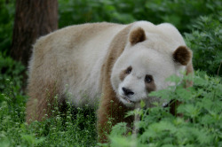  Qi Zai - the brown panda - at the Shaanxi Wildlife Research Center in China. © iPanda. 