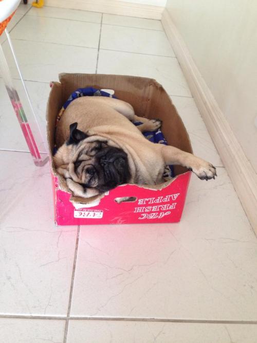 sleeping pug