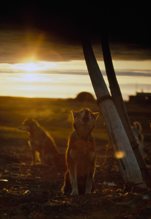 A sled dog, tied to a whale rib, howls under the midnight sun in Alaska, 1969.Photograph by Thomas J