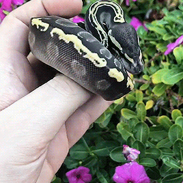 springcottage:kmreptiles on ig