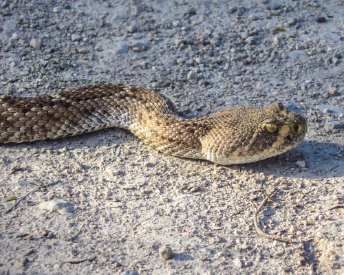 greenmanwest:My “Don’t Tread on Me” moment.  I was hiking near the San Pedro River the other day - I