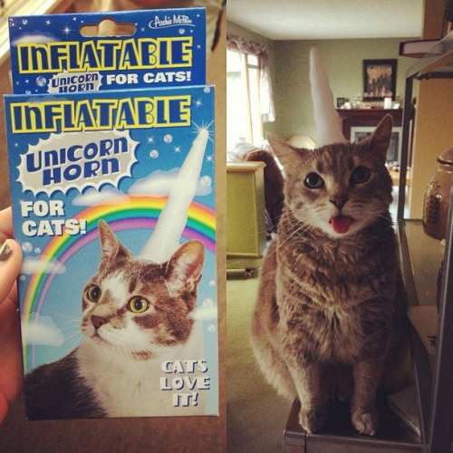 cat-shaming:  Because a cat who actually loves wearing an inflatable horn is rarer than a horse with a real one.