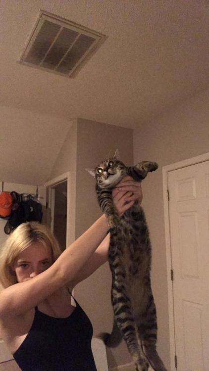 cutecatpics:everybody, meet my long boy, Onion!! Source: activecollegegirl on catpictures.