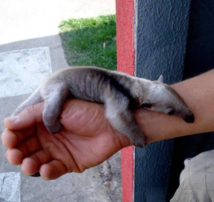 awwww-cute:  Just in case you’ve never seen a tiny baby anteater before (Source: