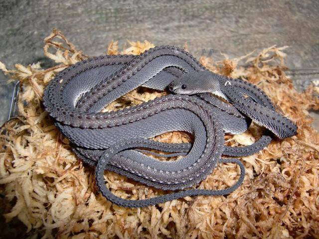 serpentine-beauty: scales-and-fangs:  Dragon Snake (Xenodermus javanicus)  I HAVE