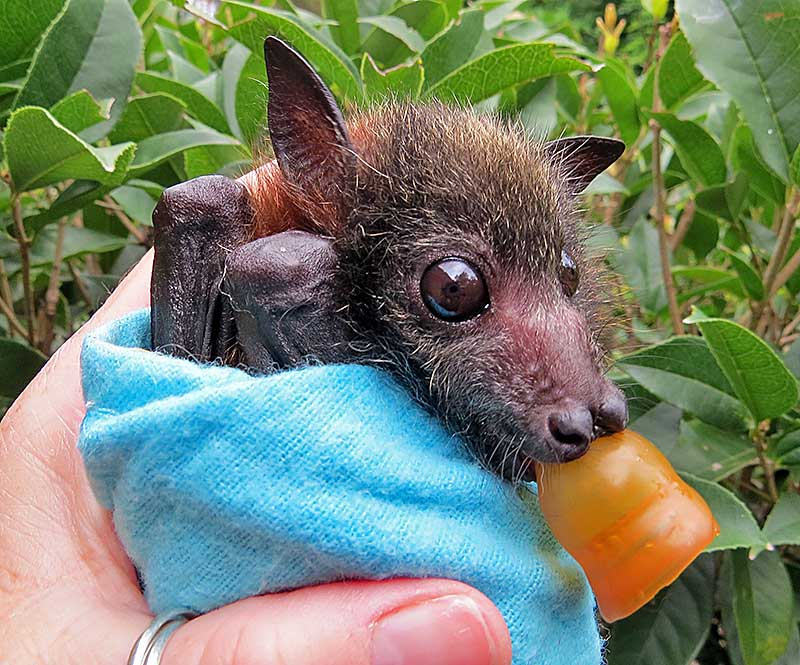 batsjustbats:  little baby 
