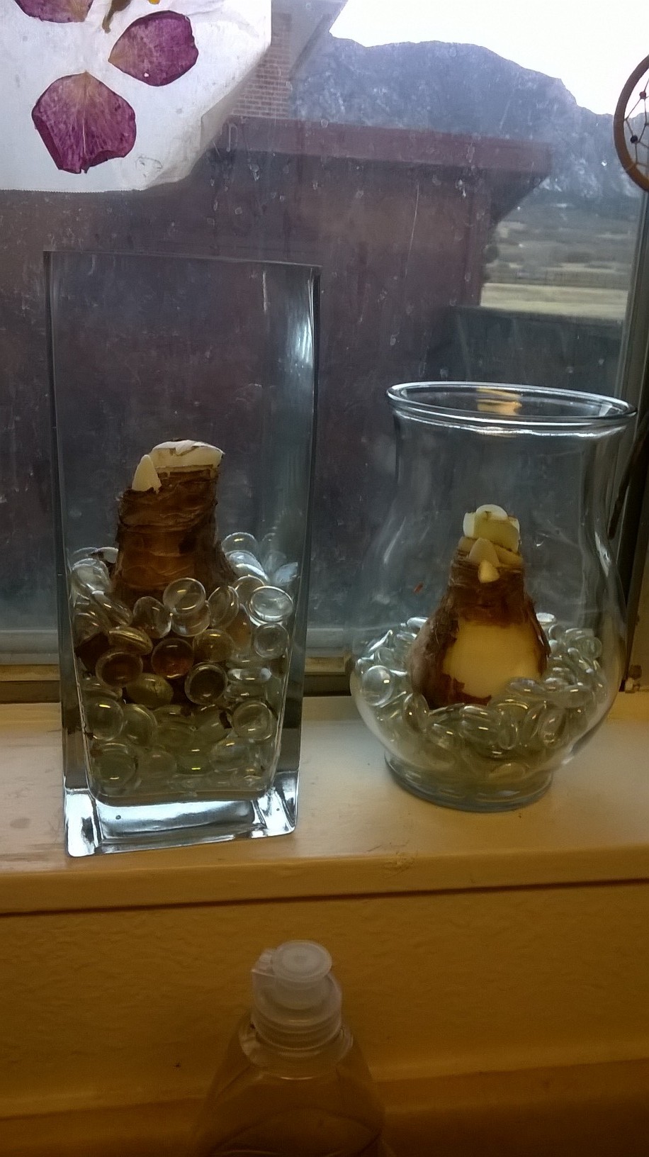 Can’t beat half off amaryllis bulbs! I’ve never forced bulbs in vases before