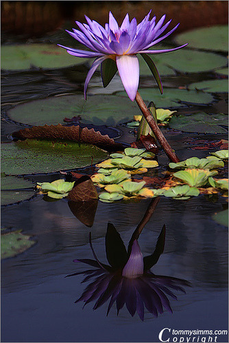 Beauty Reflected by Tommy Simms on Flickr.