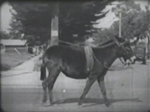 The unsung hero of Hal Roach Studios, Dinah the Mule.Dinah appeared in some of the Our Gang shorts a