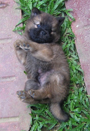 Sex mydrunkkitchen:  cutefurrythings:  Chow Chow pictures