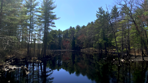 May 1st hike (well, walk, really) in Great Brook Farm State Park, in Carlisle MA.Top three: soft new