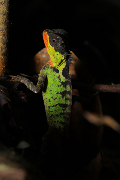 Brown picklenape (Acanthosaura lepidogaster)
Australian Reptiles
Image credit: reptiles4all/Shutterstock
Natalia’s mountain horned dragon (Acanthosaura nataliae)