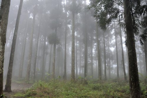 Fog,in the forest on the mountains of Taiwan. Miaoli attractions - Nanzhuang Xiangtian Lake Trail. b