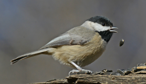 ridiculousbirdfaces: Compilation of birds dropping levitating food items. Species and Sources in ord