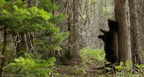 tumblr_mrfr6fBwFh1r4zr2vo2_r1_500.gifv