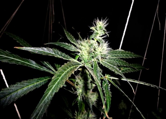 Weed Palace