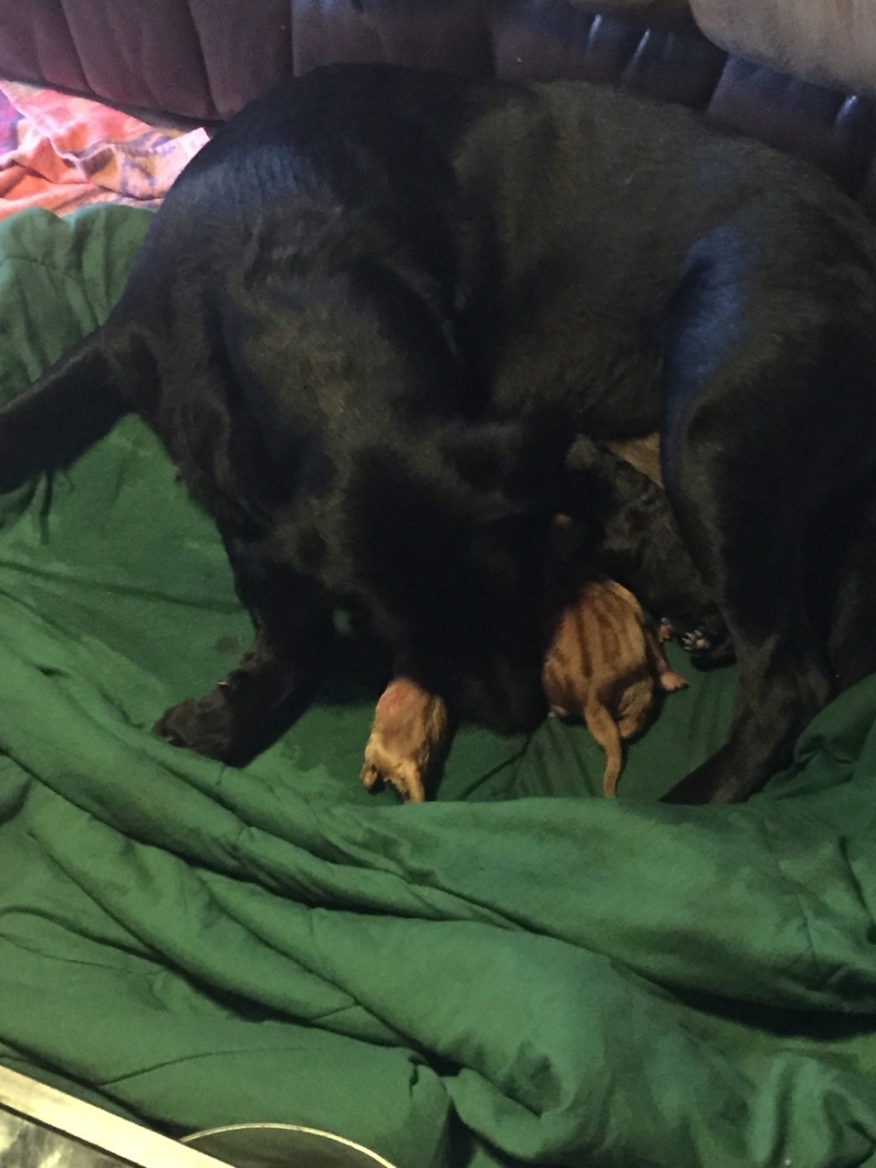 Roommates dog is having puppies 😀😁😍