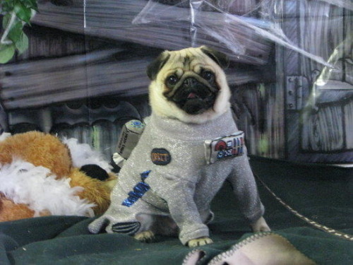 buzzfeed:  Pugs wearing costumes are always amazing. 