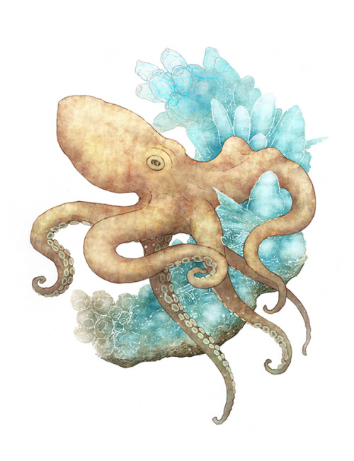 Marine animals- Completed set (I think&hellip;). My little squid had been lonely for a long time so 