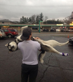 bunnyfood:  He hurt his foot.  (via unamusedsloth:via)