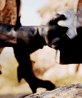 littlesati:Ser Arthur Dayne. The Sword of the Morning. Father said he was the best swordsman he ever