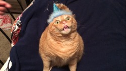 chubbycattumbling:  It was my cat’s birthday.