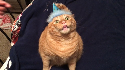 chubbycattumbling:  It was my cat’s birthday. He was not amused. 