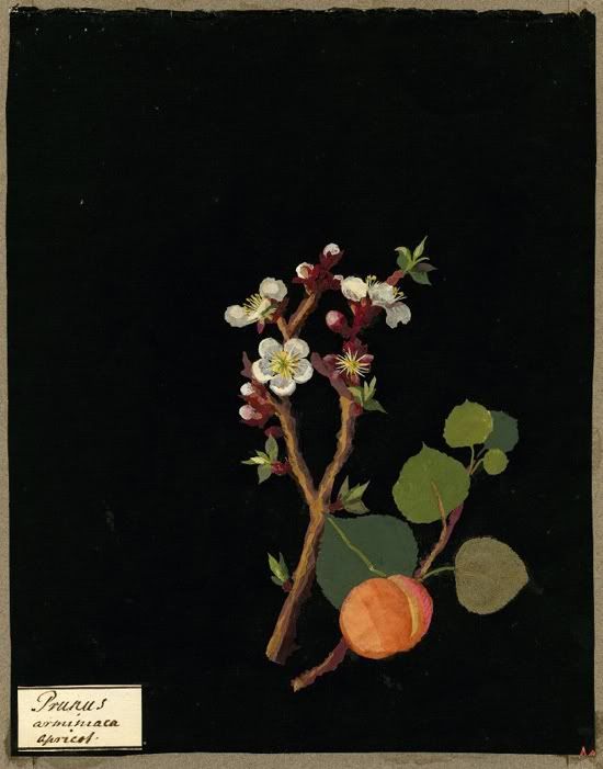wasbella102:  By Mary Delany  