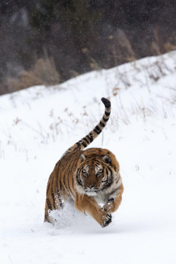 thelavishsociety:On the Prowl by MZ Images