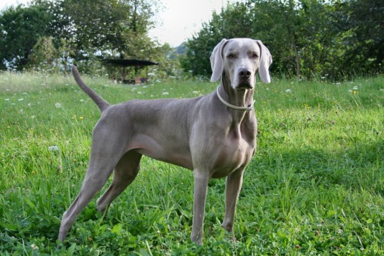 Races of The Elder Scrolls as dogs and cats