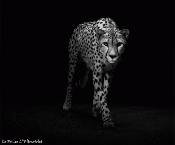jjvladimir:  cafeinevitable:  On The Prowl  We can go mad whenever we like. We can