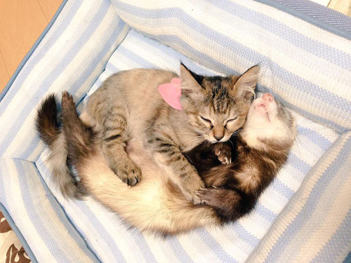 bettieleetwo:  tinycolorfulpanda:  teachingtoday:  awesome-picz:    Rescue Kitten Adopted By 5 Ferrets Thinks It’s A Ferret Too    A+  @whatacatchalexander   one of your cat weasels is the wrong size