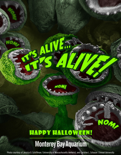montereybayaquarium:Share a Halloween e-card with your friends! Meet our spooky stars, from gob