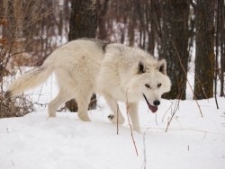 wolveswolves:  By Instinct For Film