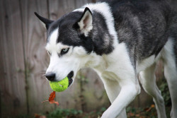 alipynckel:  Just a pup with his leaf, and