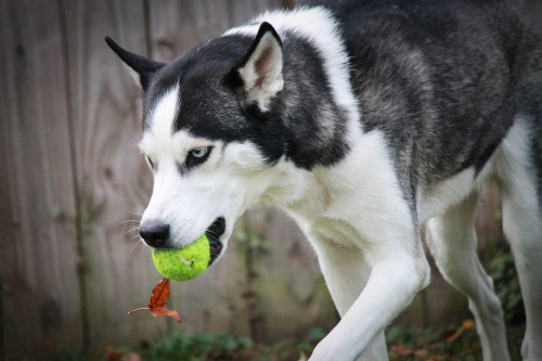 alipynckel:  Just a pup with his leaf, and tennis ball.