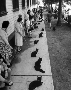 life:  132 black cats lined up to audition for the title character in Edgar Allen Poe’s 1843 short story The Black Cat in 1961. In the story, the cat’s owner plasters him into a wall, along with his murdered wife. Eventually, the animal’s mewing