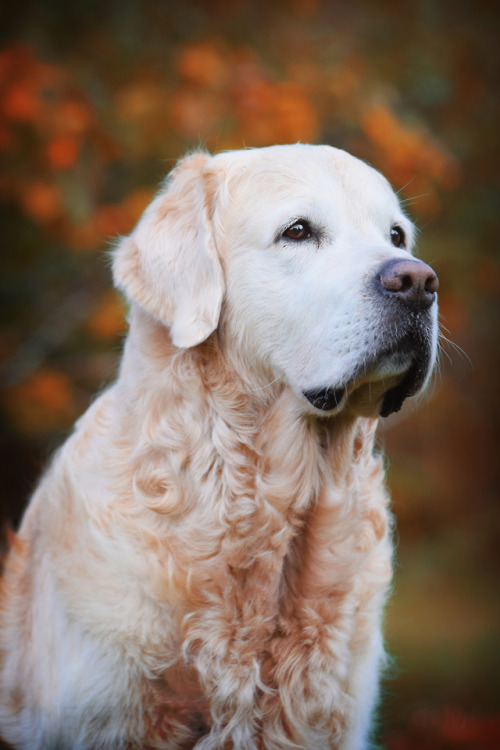 golden retriever