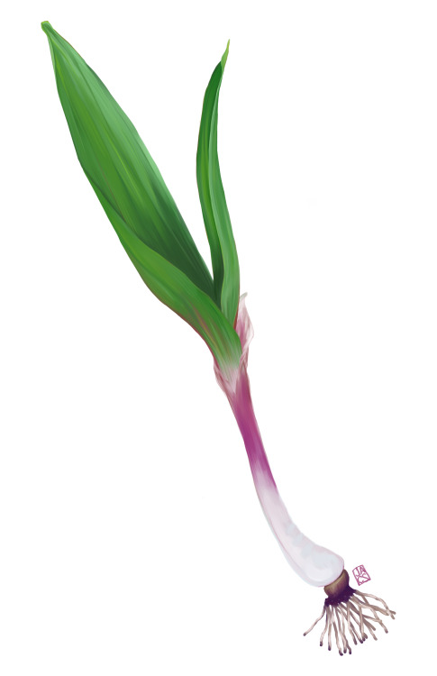 Allium tricoccum (commonly known as ramp, ramps, ramson, wild leek, wood leek, or wild garlic) the a