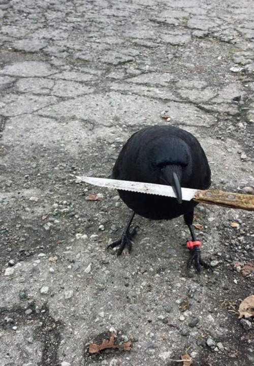 avas-poltergeist: Crow and Raven Arrow.