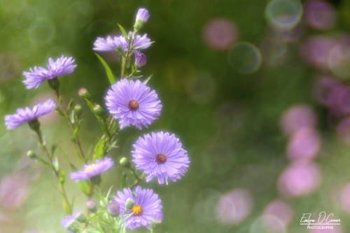 A late summer floral symphony by Evelyne O'Connor Camera: Canon EOS 7D Mark II