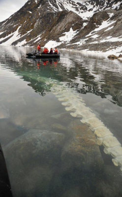 not-a-bang-a-whimper:Fin whale skeleton in Svalbard, Norway.