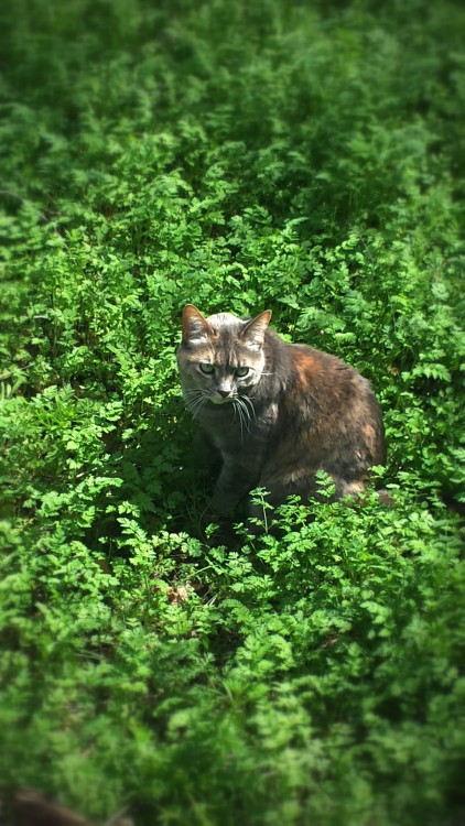 simplytalkingtomyself: My wonderful little cat, Lily, in the field behing my house today. This pictu